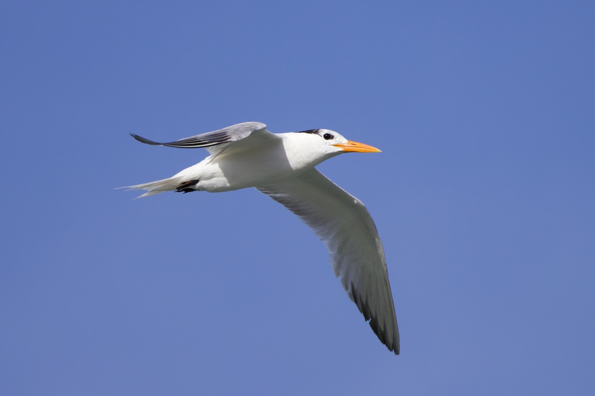Royal Tern - Michael St John