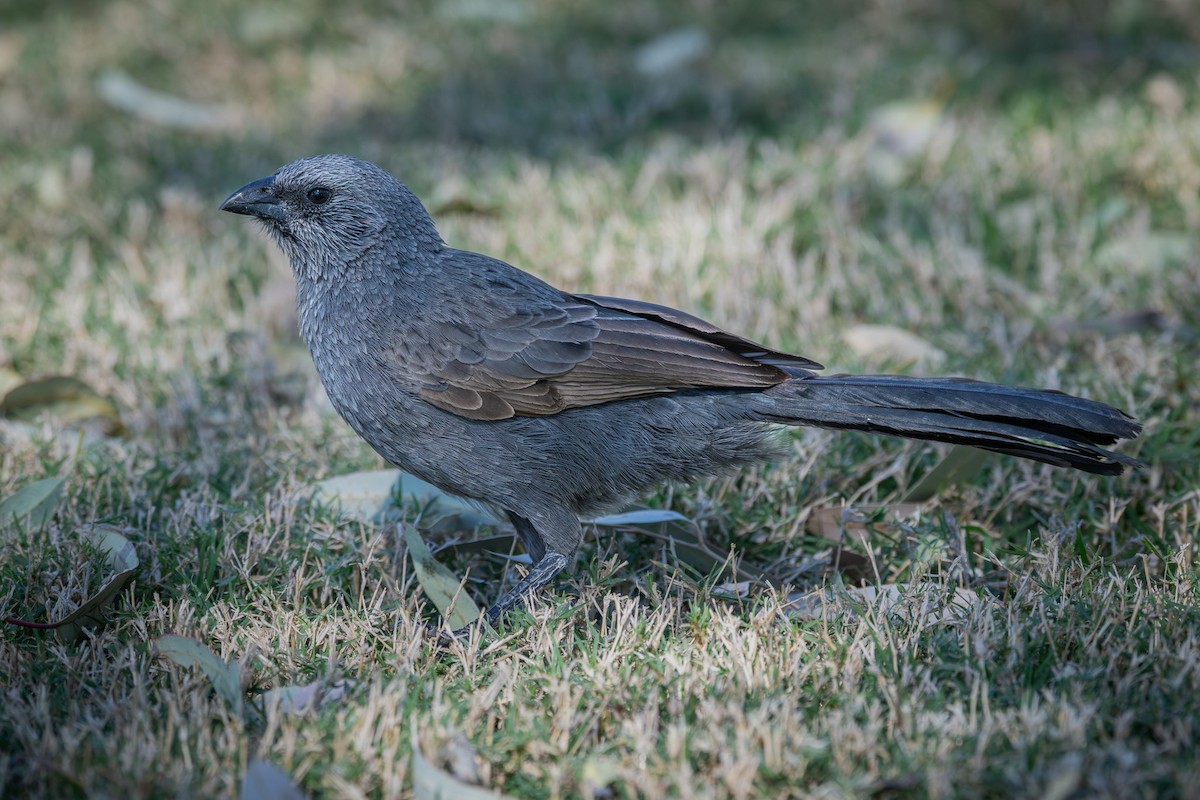 Apostlebird - Trevor Evans