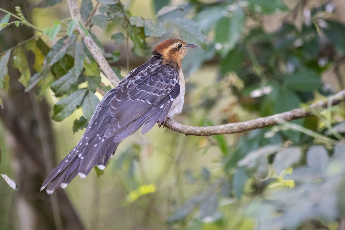 Pavonine Cuckoo - ML606378011