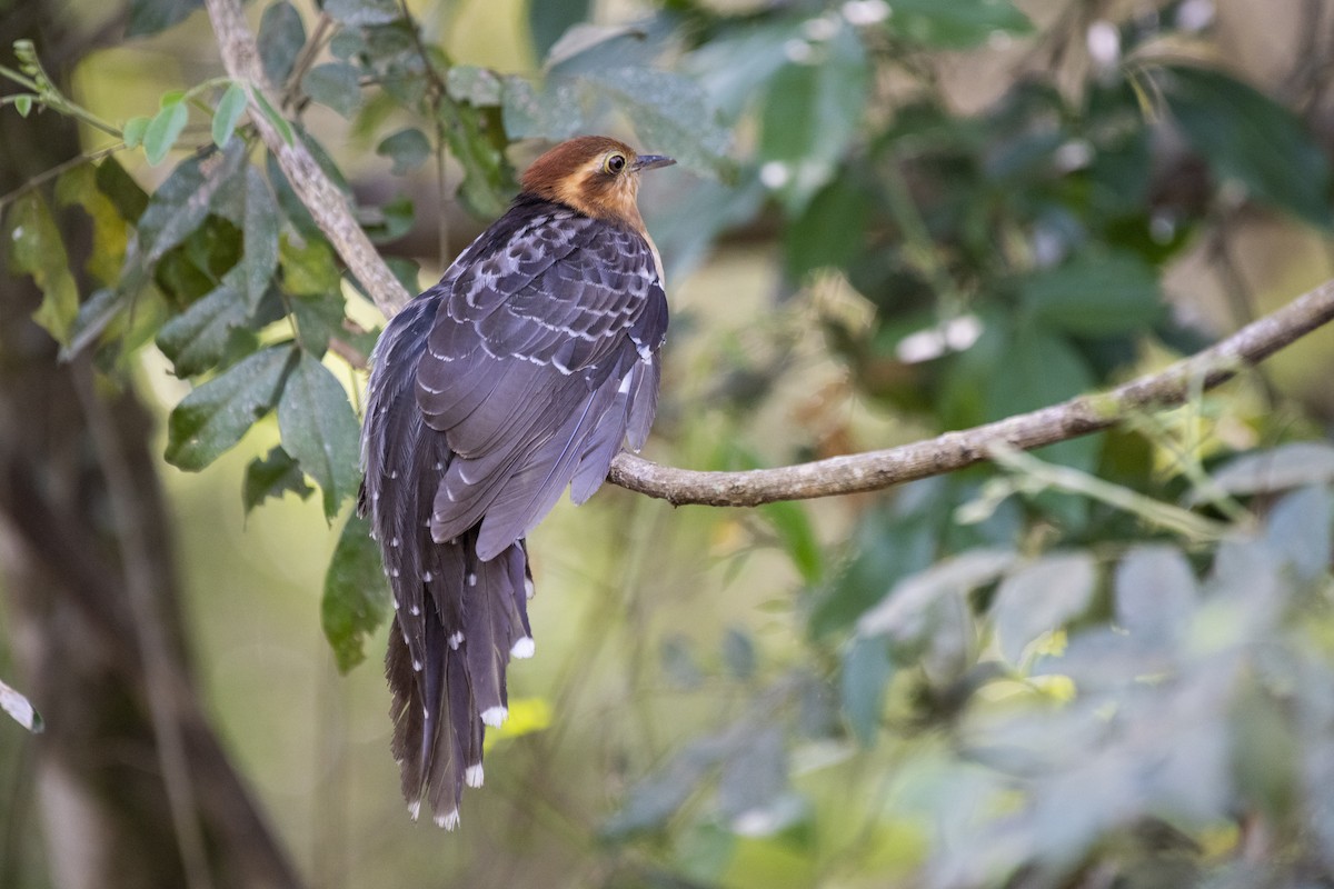 Pavonine Cuckoo - ML606378021