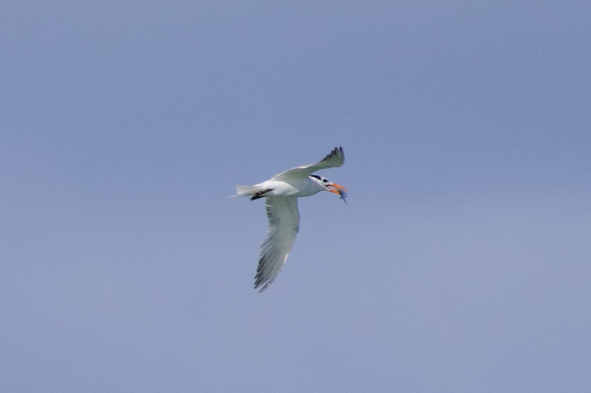 Royal Tern - Michael St John