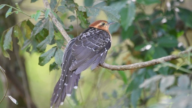 Tavus Guguğu - ML606378391