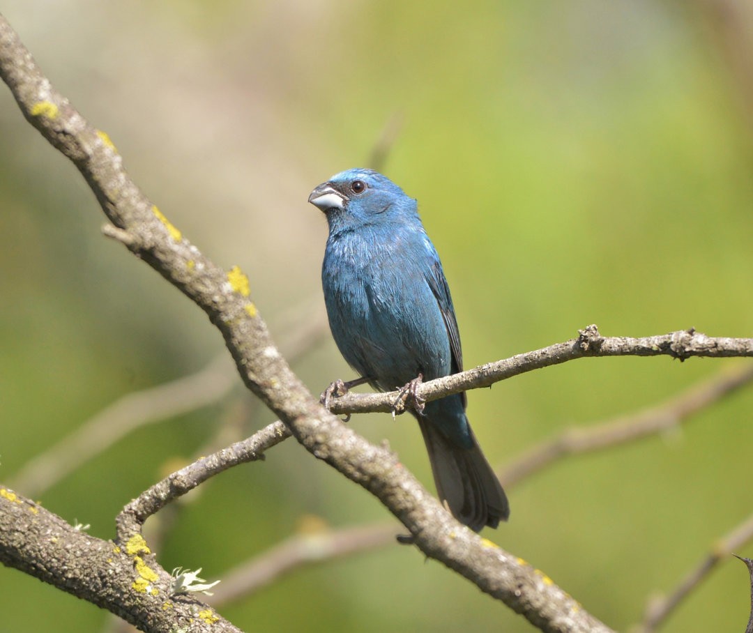 Glaucous-blue Grosbeak - Júlio César Machado