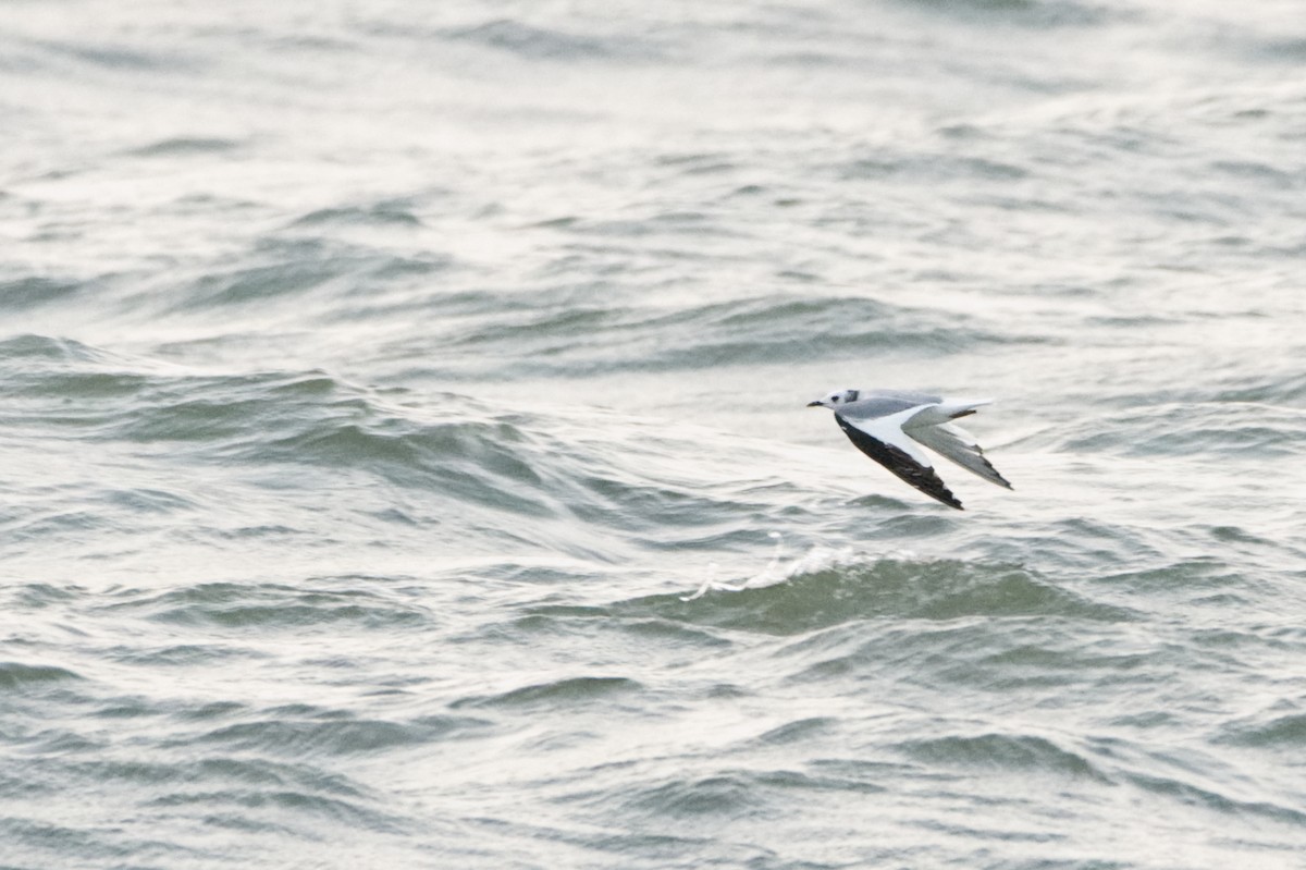 Sabine's Gull - Cameron Chevalier