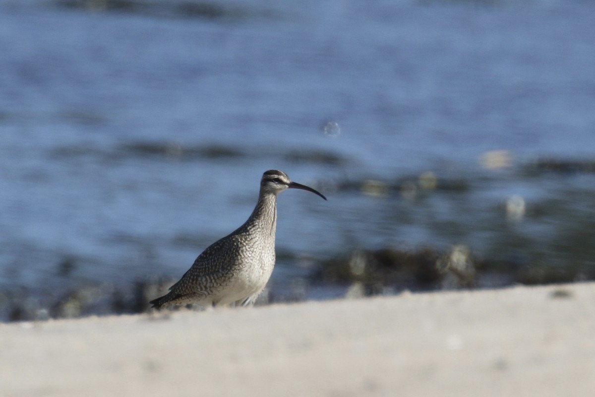 Whimbrel - ML606379781