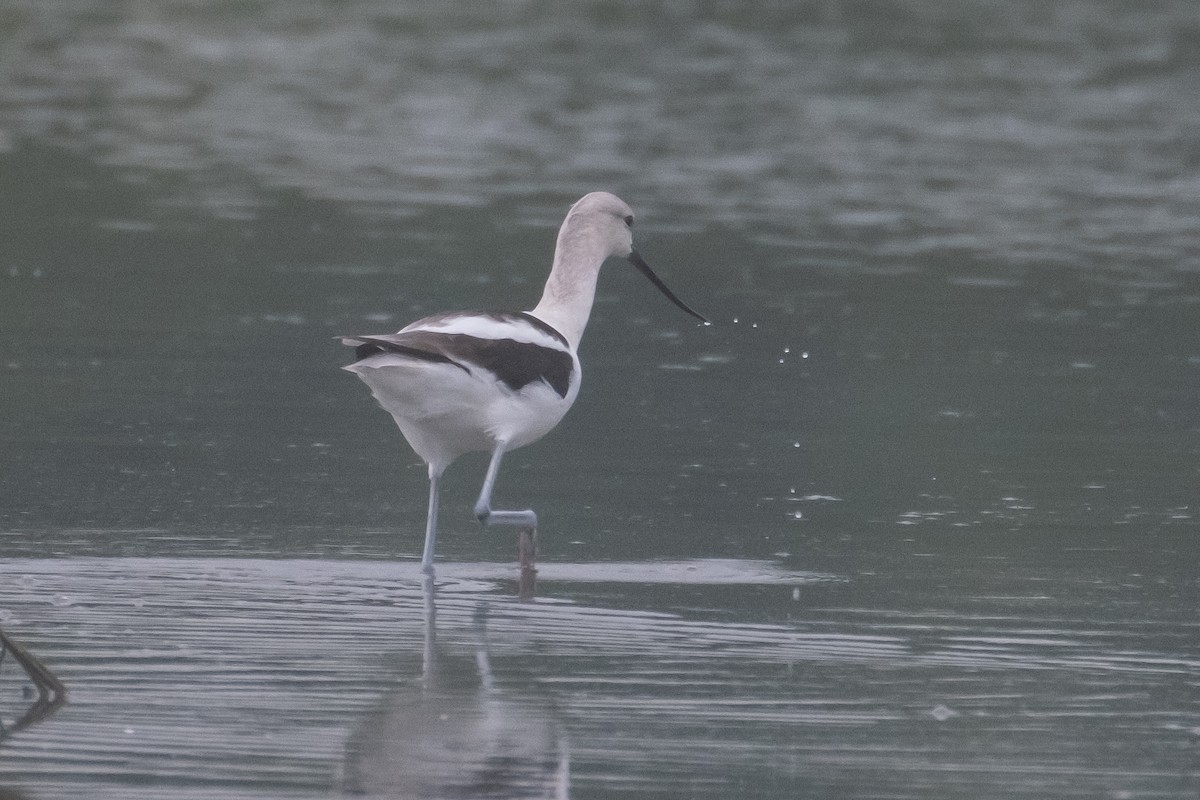 Avocette d'Amérique - ML606380561