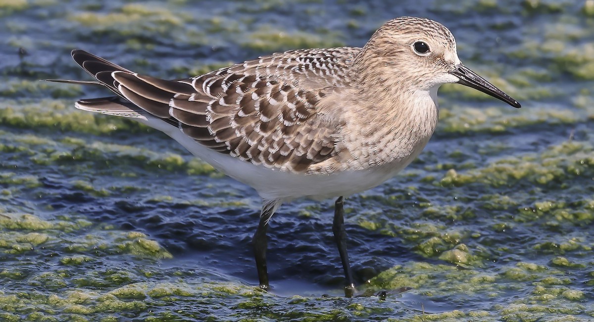 Baird's Sandpiper - ML606381521