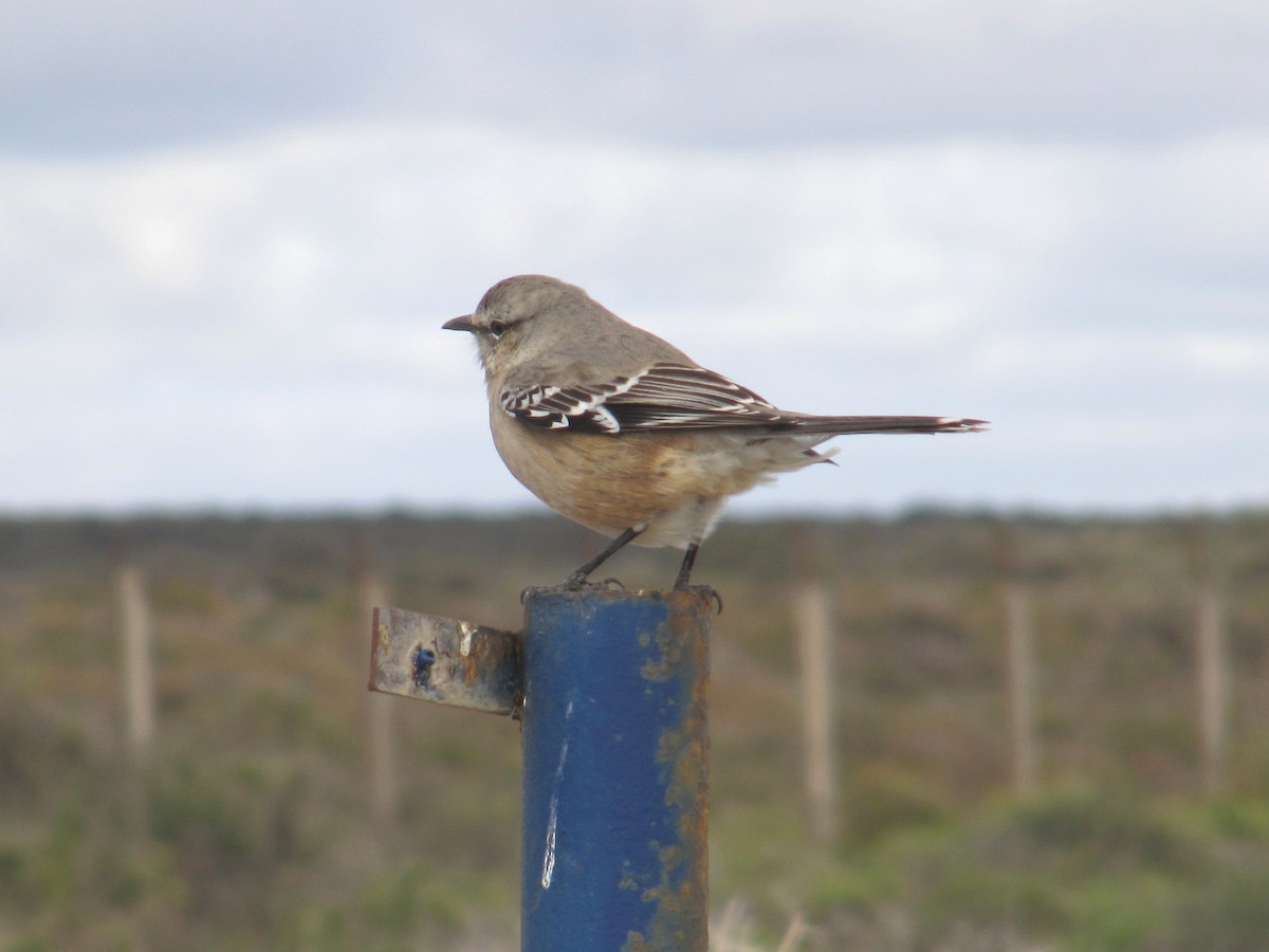 Patagonienspottdrossel - ML606381551