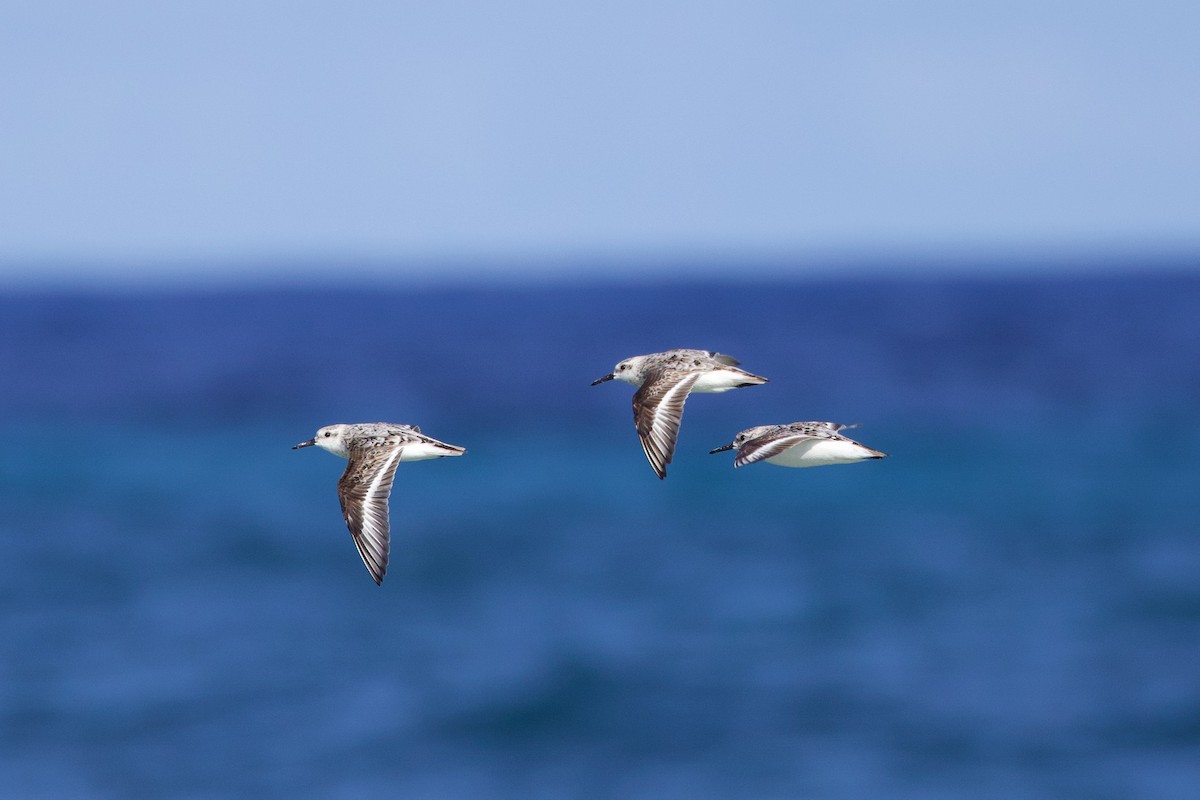 Bécasseau sanderling - ML606382061