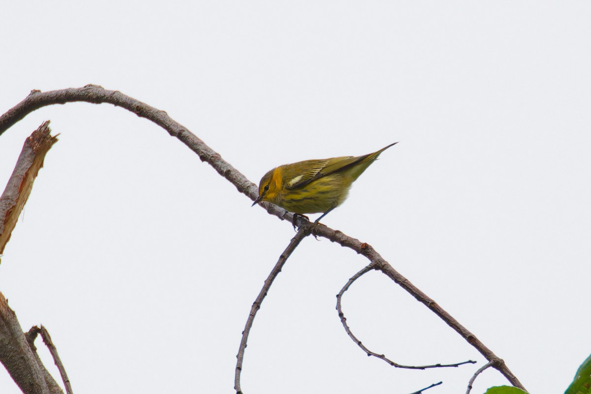 Cape May Warbler - Ruogu Li