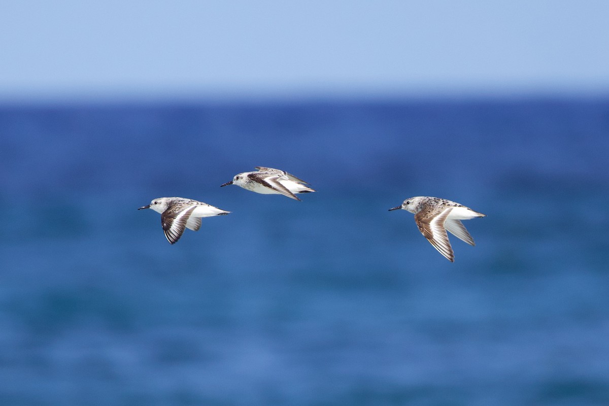 Bécasseau sanderling - ML606382101