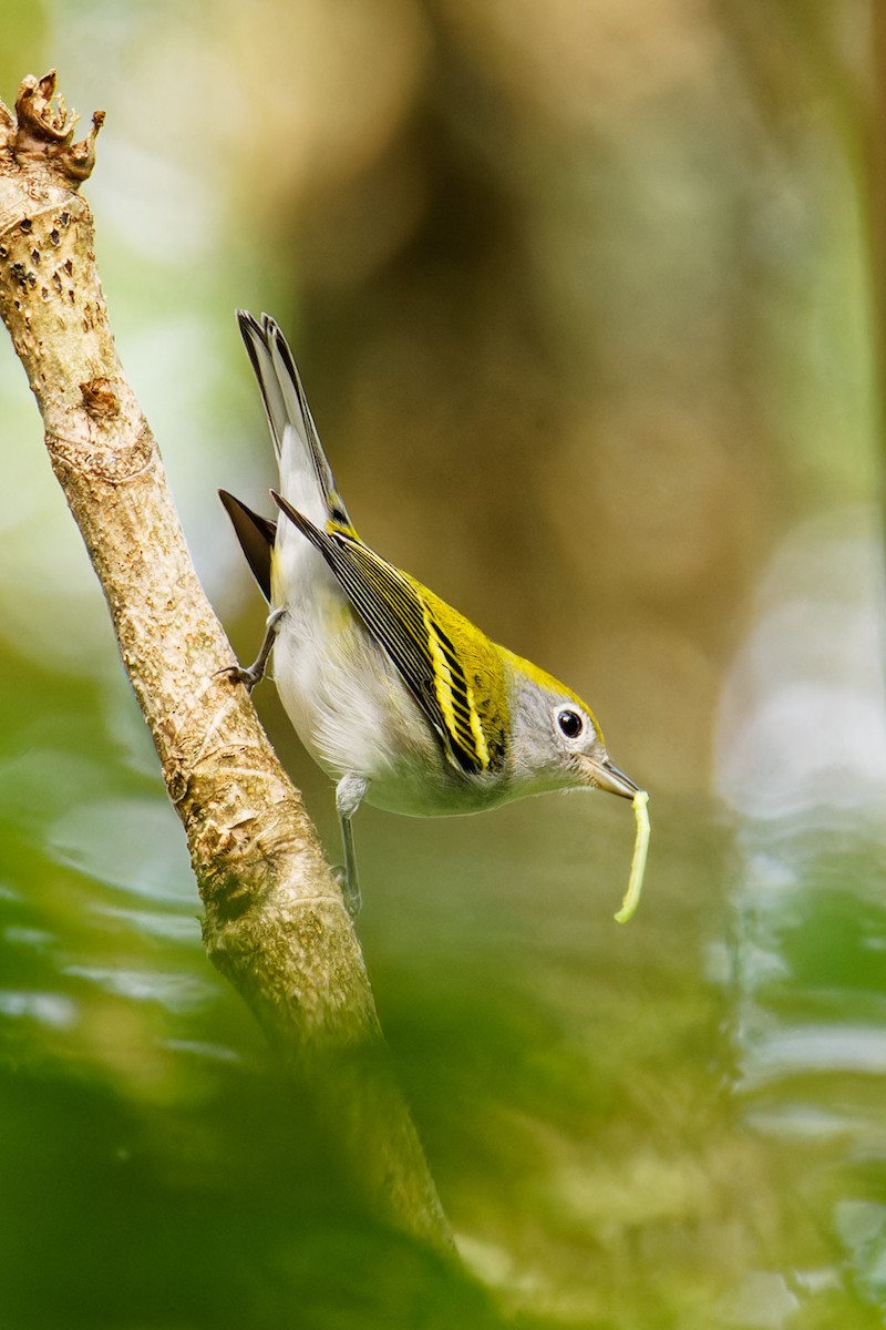 Chestnut-sided Warbler - ML606382141