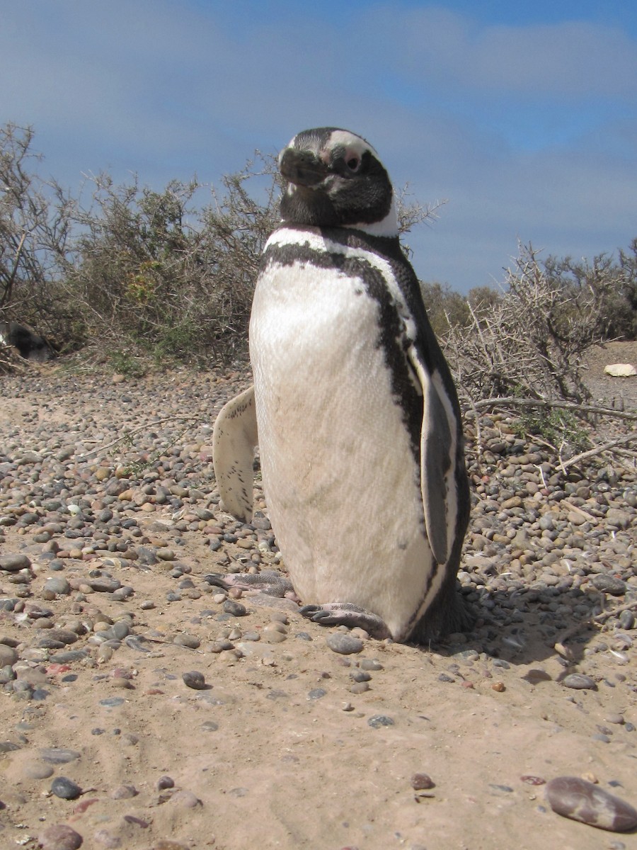 Magellanic Penguin - ML606382271