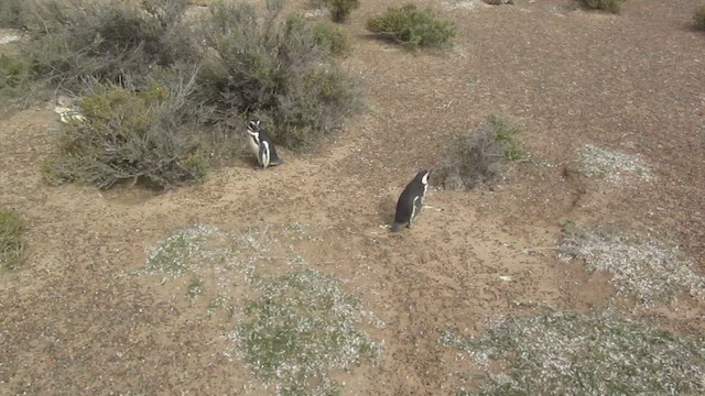 Magellanic Penguin - ML606382381