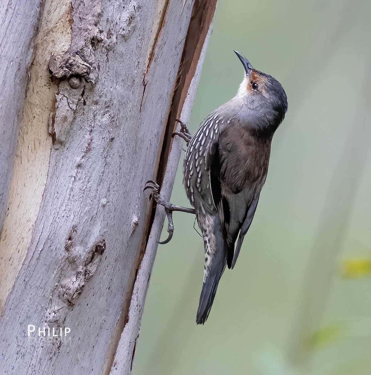 Red-browed Treecreeper - Philip Dubbin