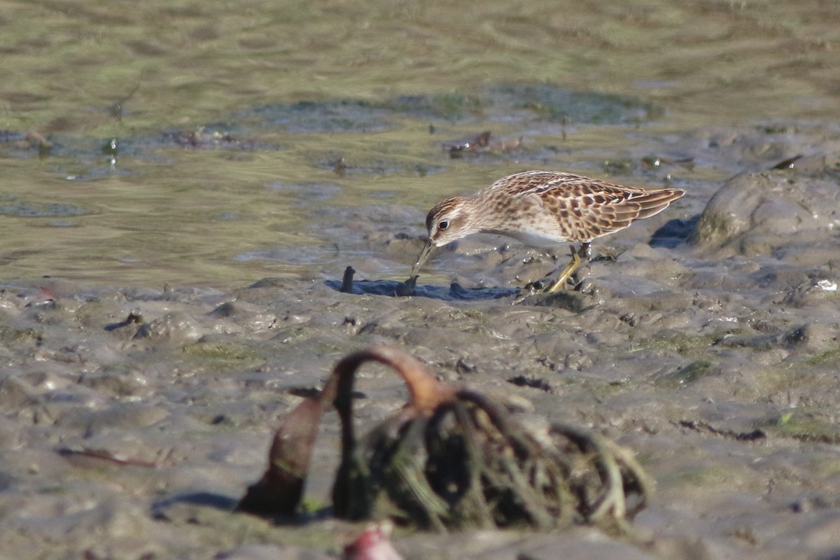 Least Sandpiper - ML606383771