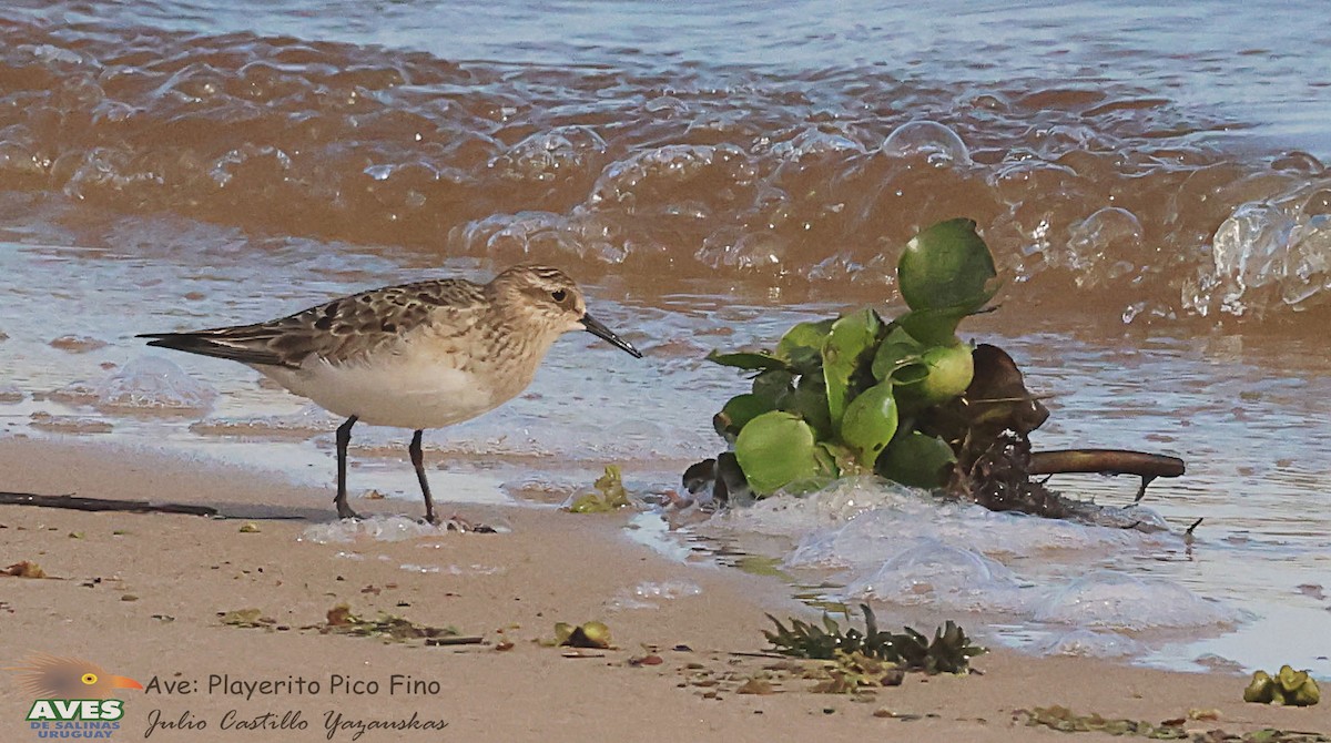 Baird's Sandpiper - ML606384621