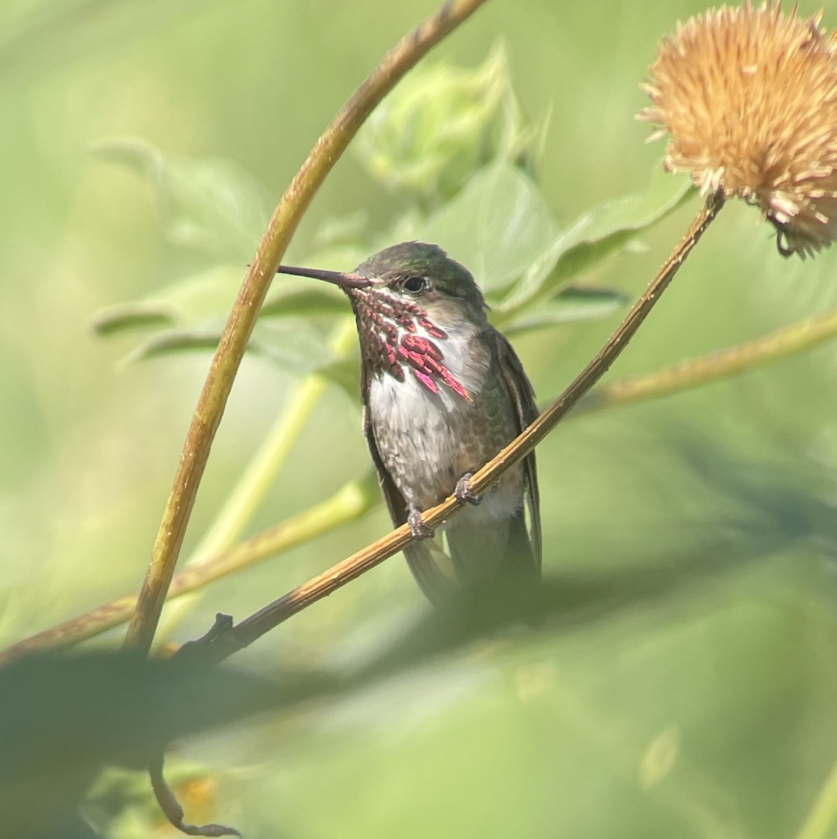 Calliope Hummingbird - ML606385631