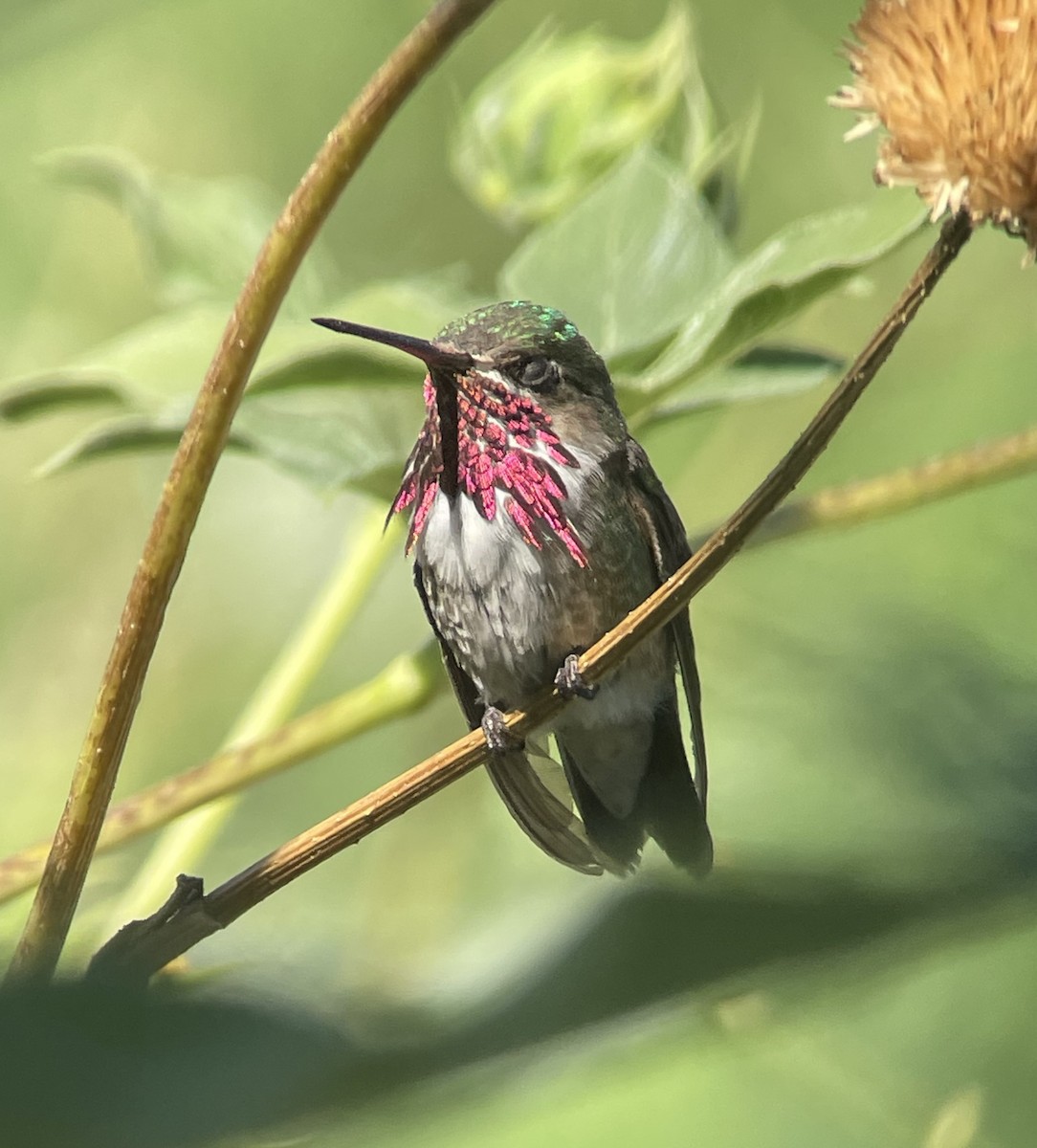 Calliope Hummingbird - ML606385641