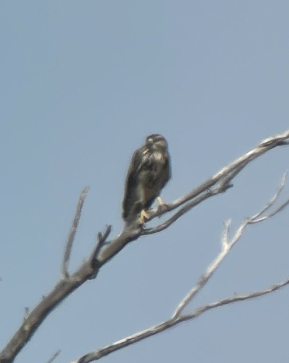 Gray Hawk - ML606385671