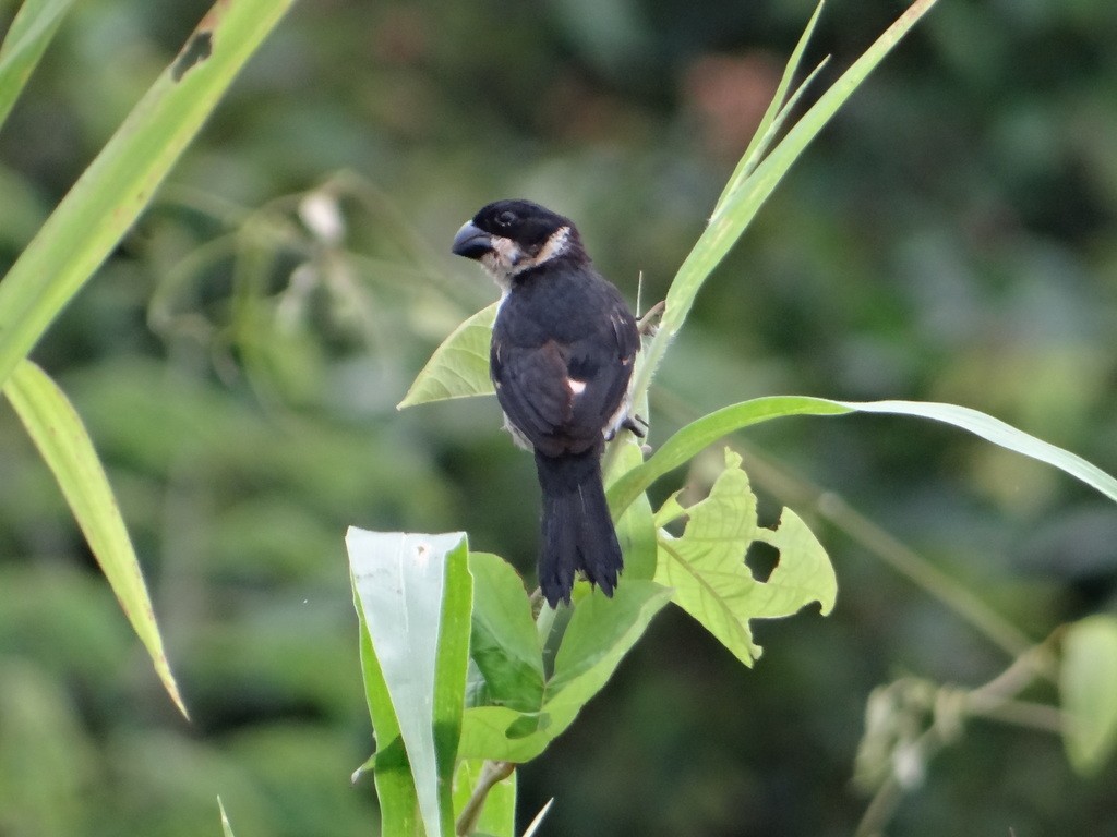 Wing-barred Seedeater - Vincent Vos