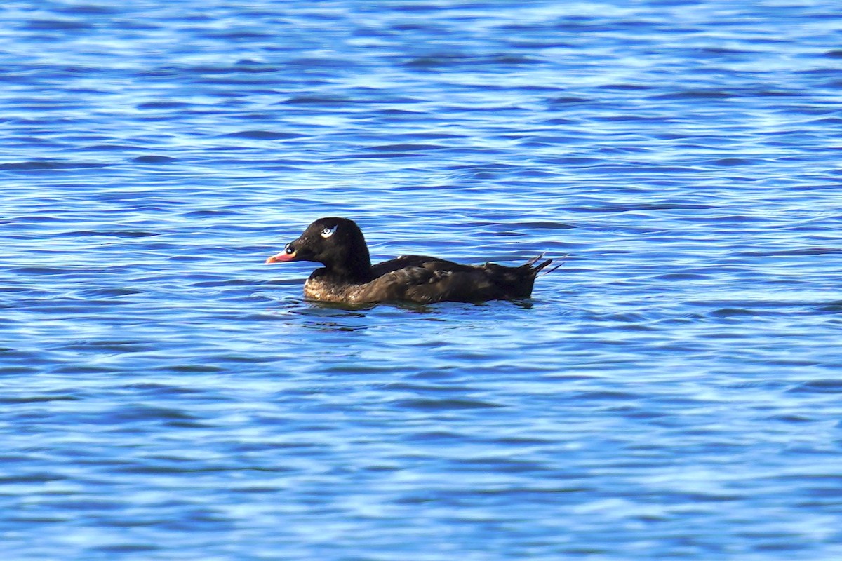 White-winged Scoter - ML606386521