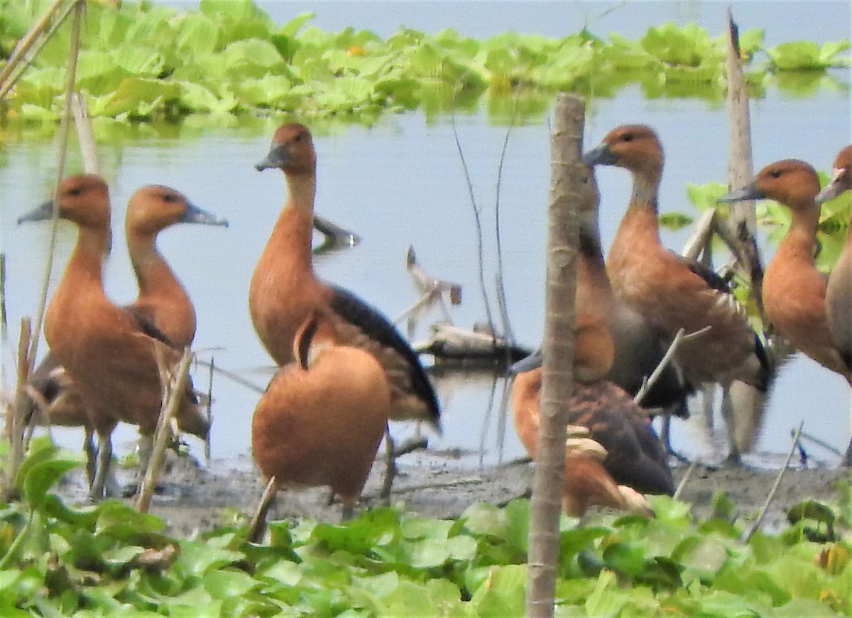 Fulvous Whistling-Duck - ML606386821
