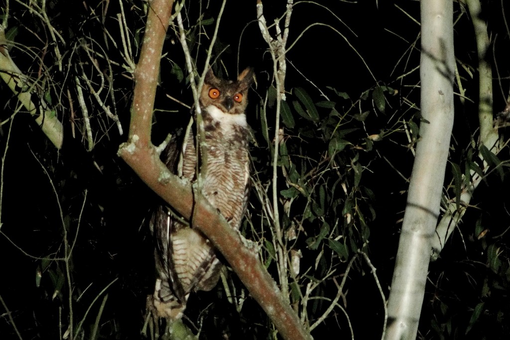 Great Horned Owl - ML60638701