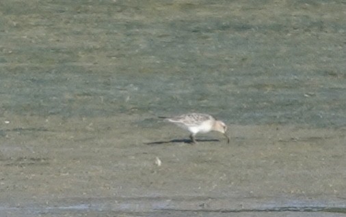 Baird's Sandpiper - ML606387061
