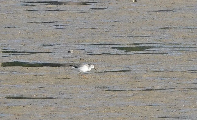 Wilson's Phalarope - ML606387401