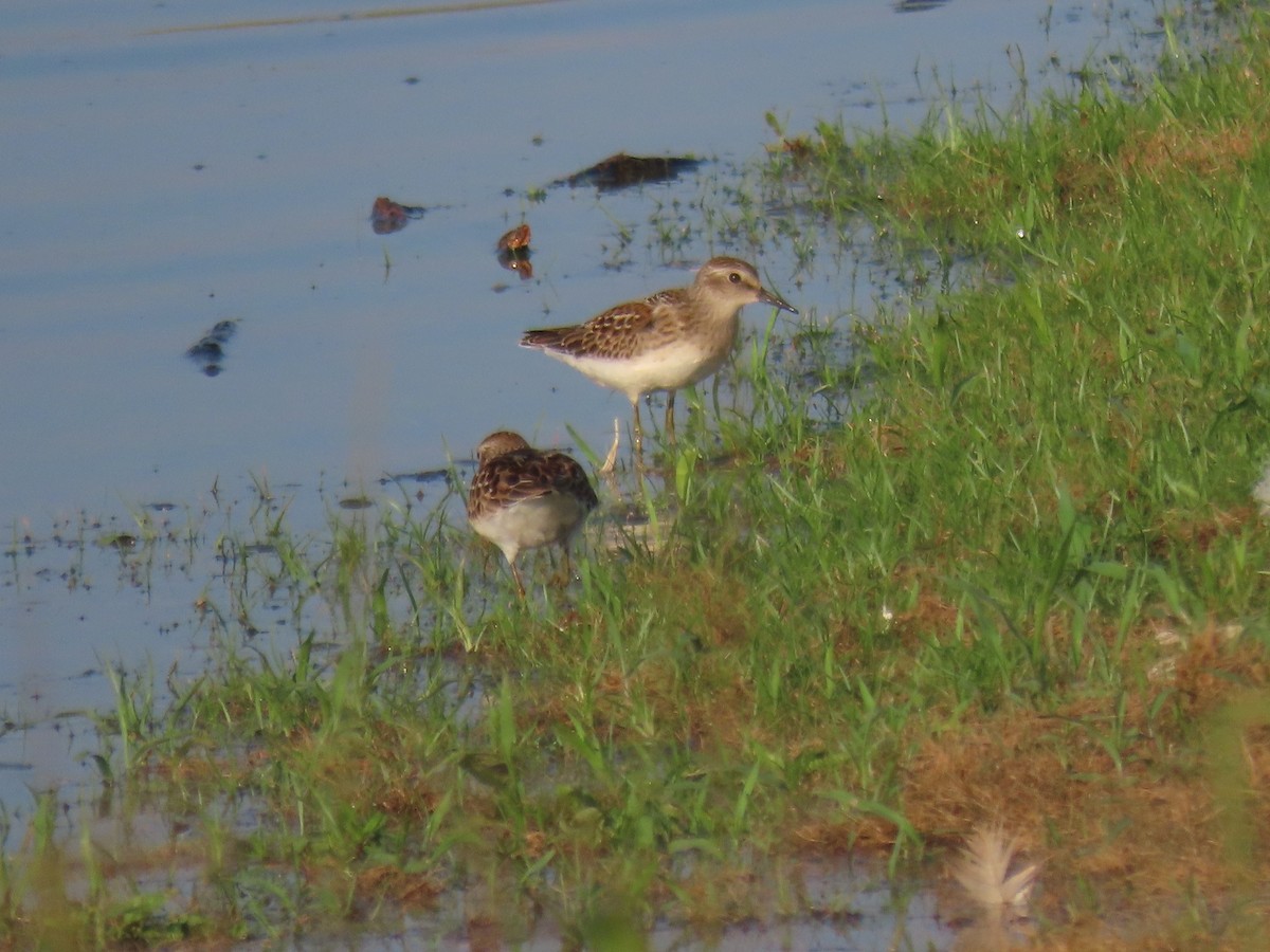 Least Sandpiper - ML606388531