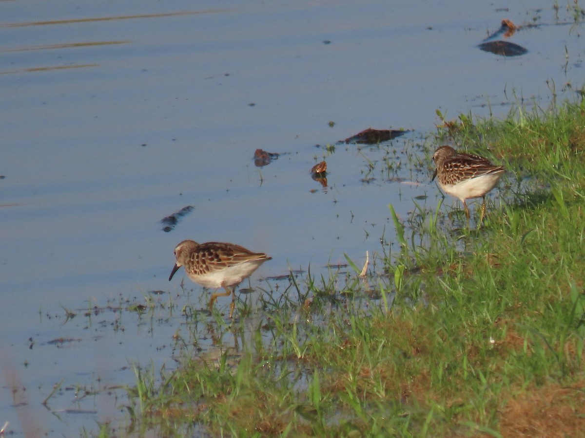 Least Sandpiper - Neil Owens