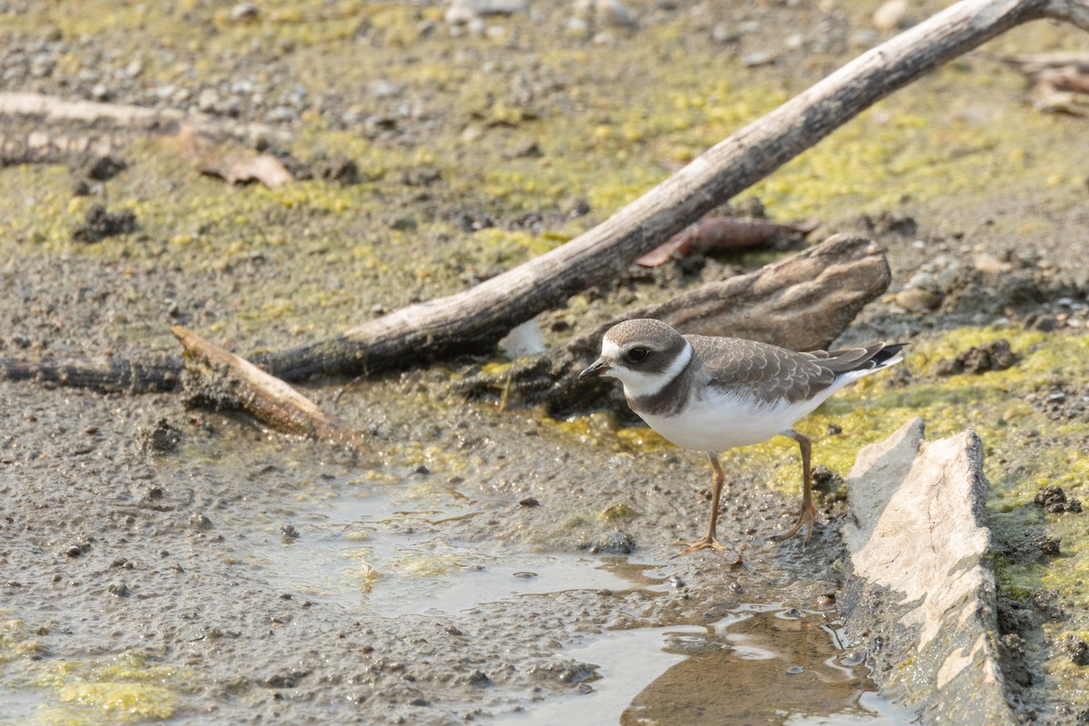 Semipalmated Plover - ML606389631