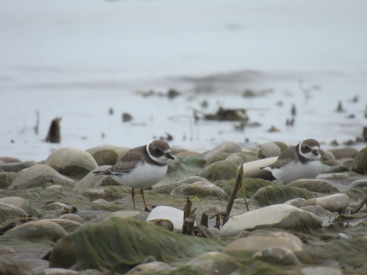 Semipalmated Plover - ML606389641