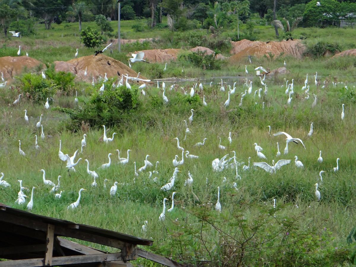 Great Egret - ML606389711