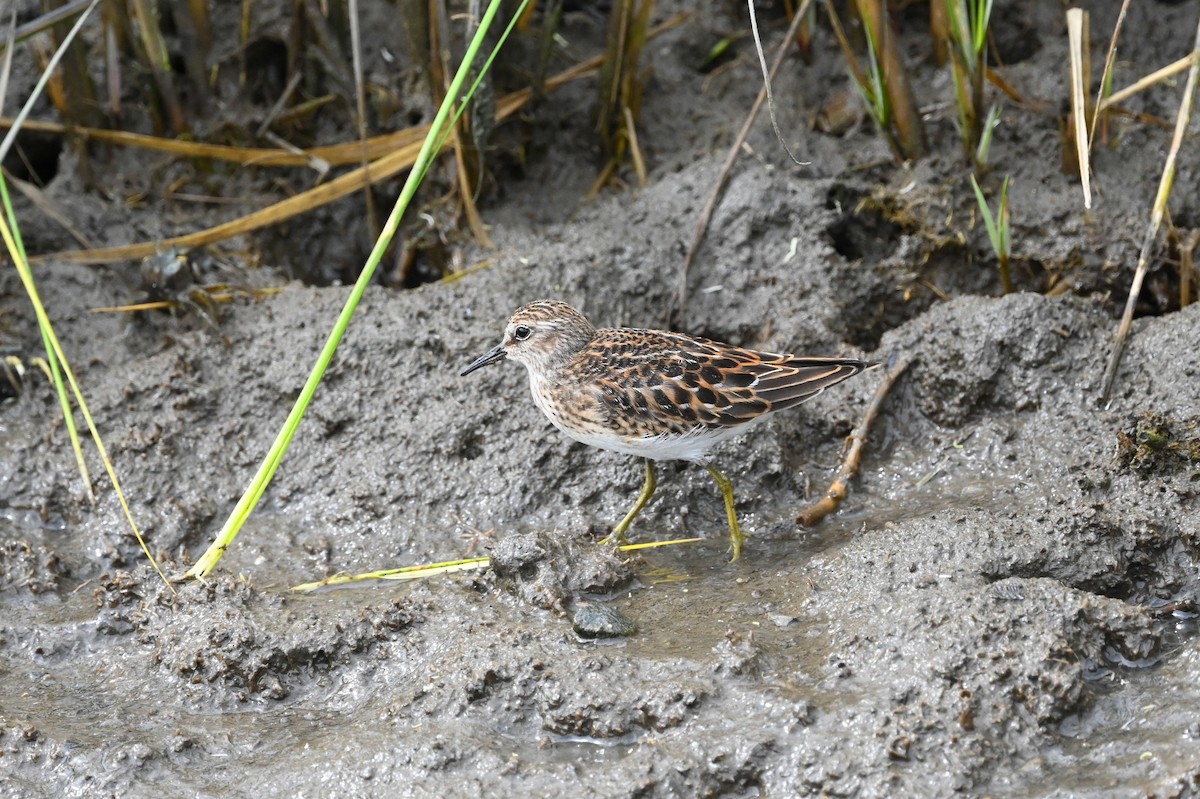 Least Sandpiper - Dan O'Brien