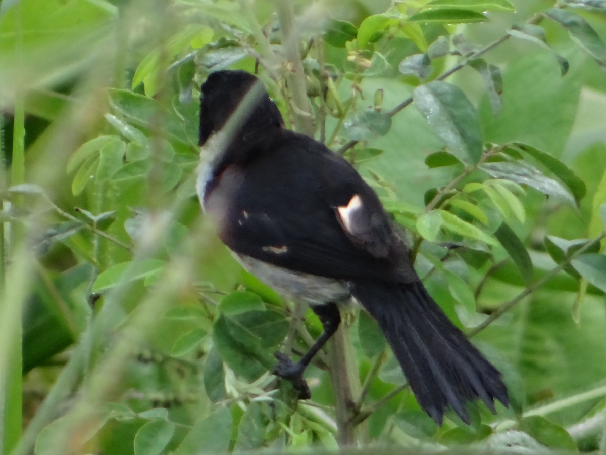 Wing-barred Seedeater - ML606389841