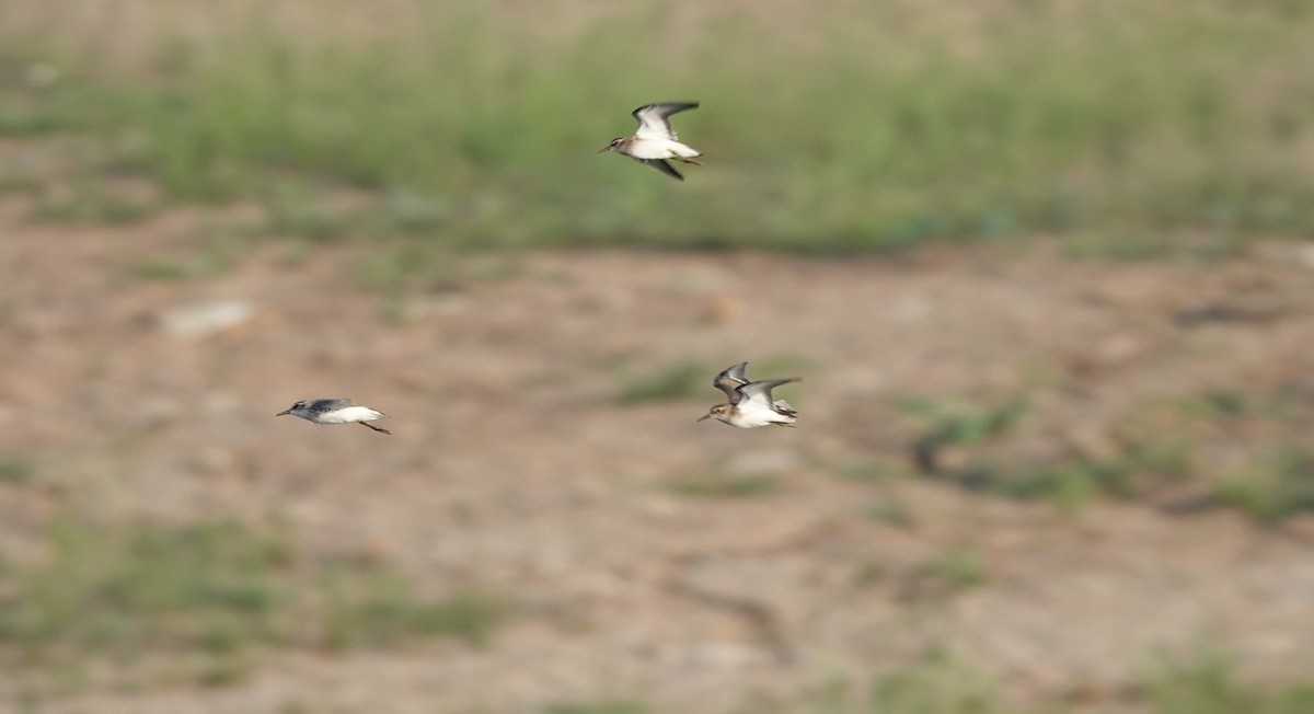 Least Sandpiper - ML606389981
