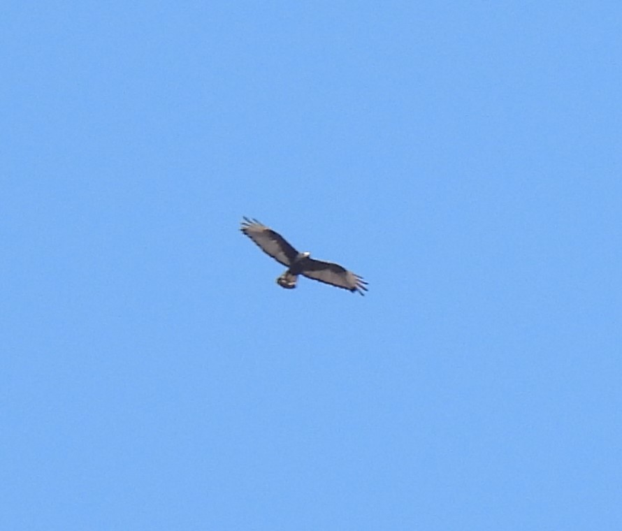 Zone-tailed Hawk - ML606391501