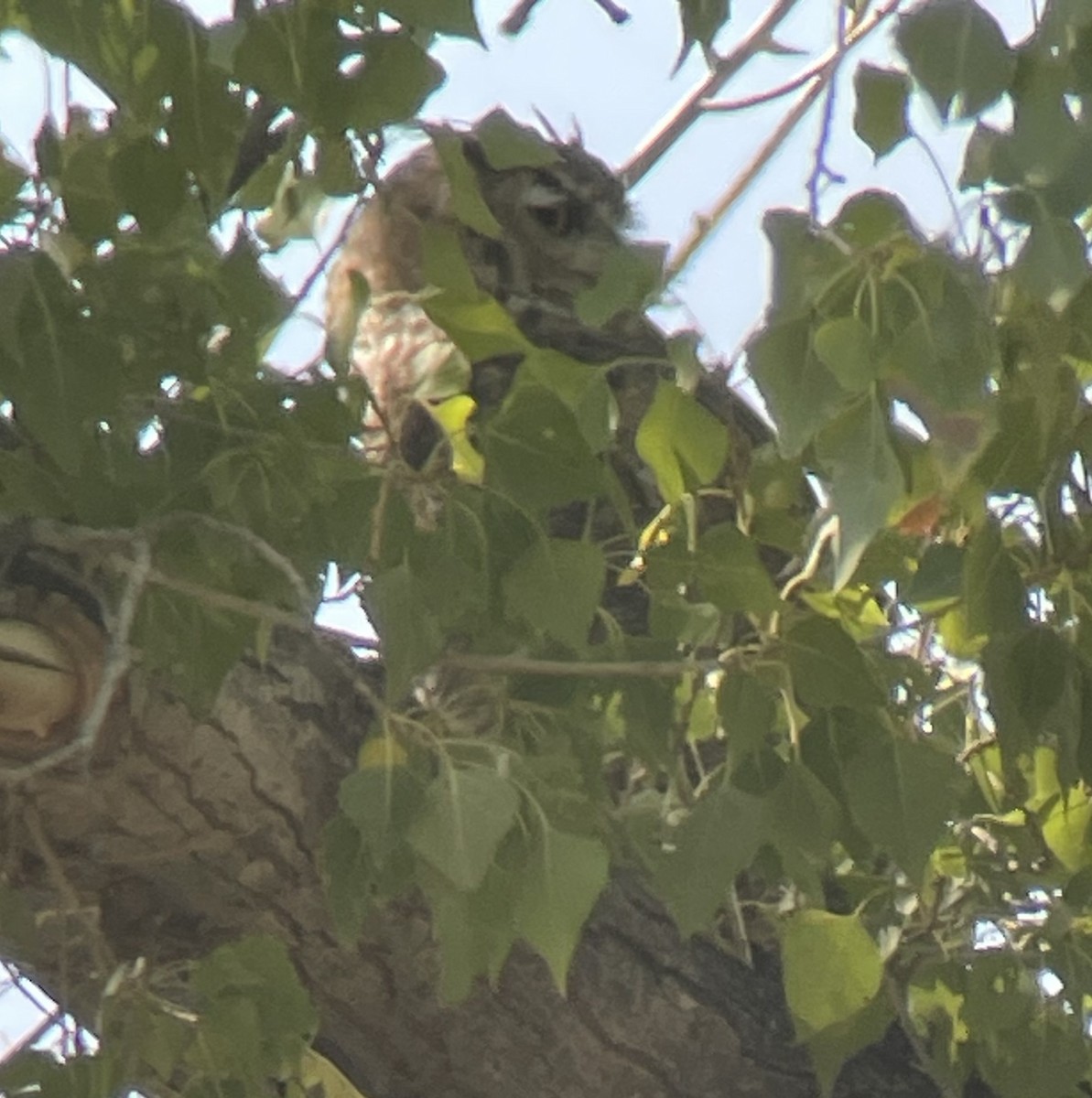 Great Horned Owl - ML606391531