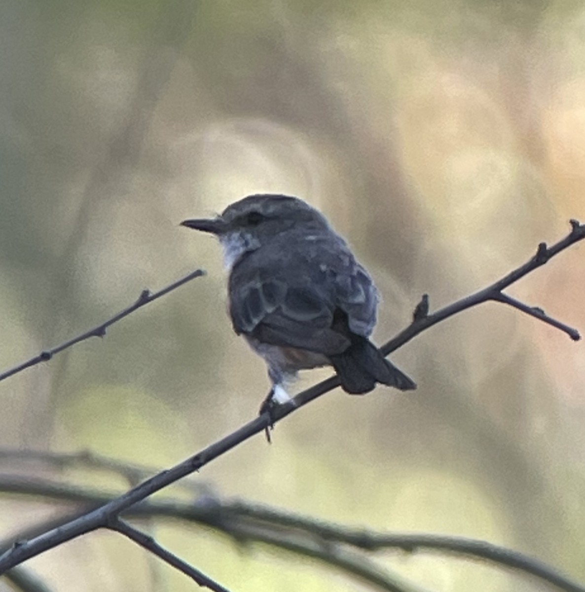 Vermilion Flycatcher - ML606391591