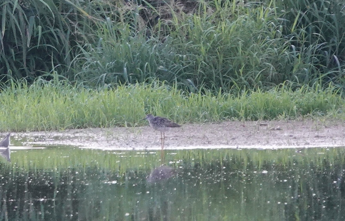 Lesser Yellowlegs - ML606392321