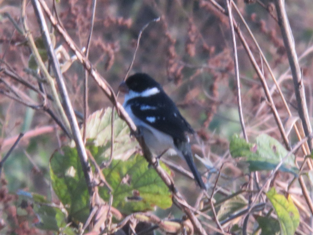 Wing-barred Seedeater - ML606392381