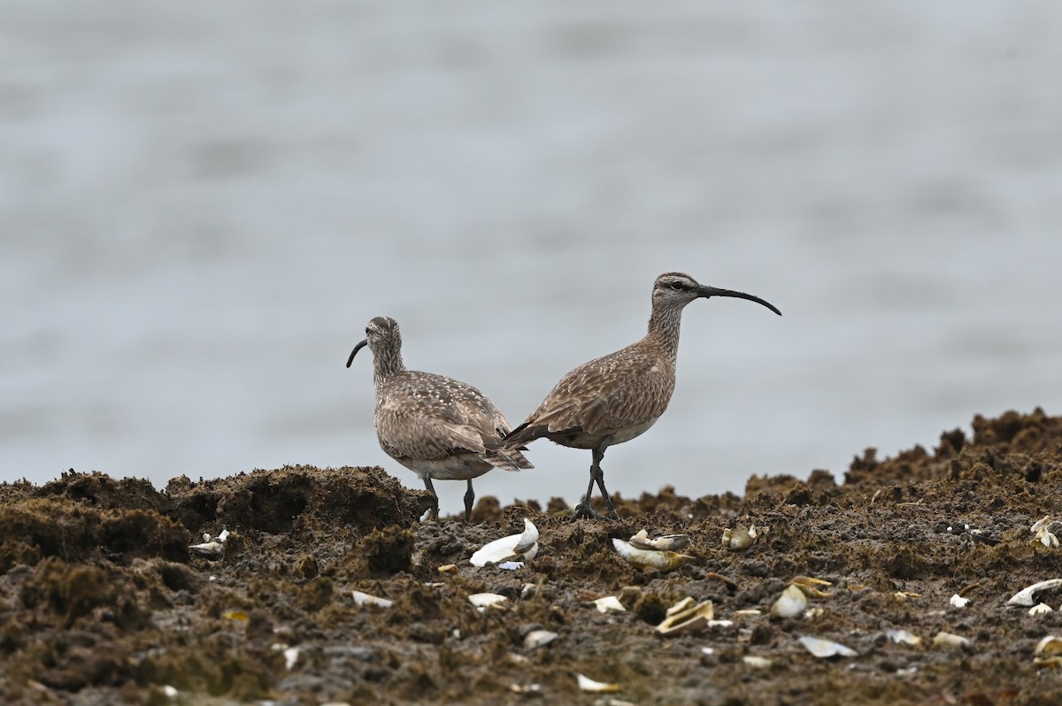 Whimbrel (Hudsonian) - Dan O'Brien