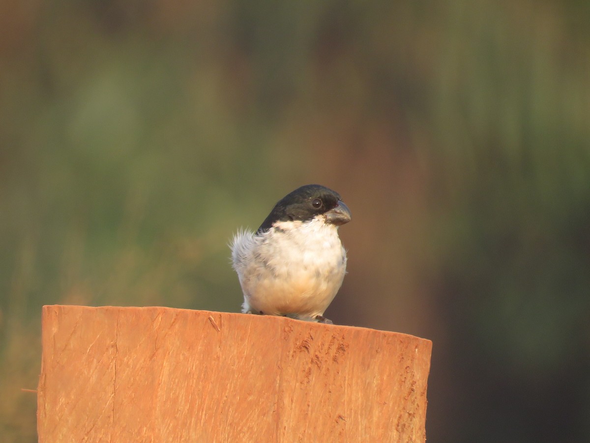 Wing-barred Seedeater - ML606393491