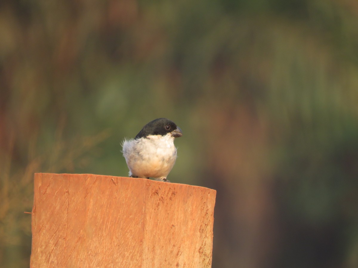 Wing-barred Seedeater - ML606393501