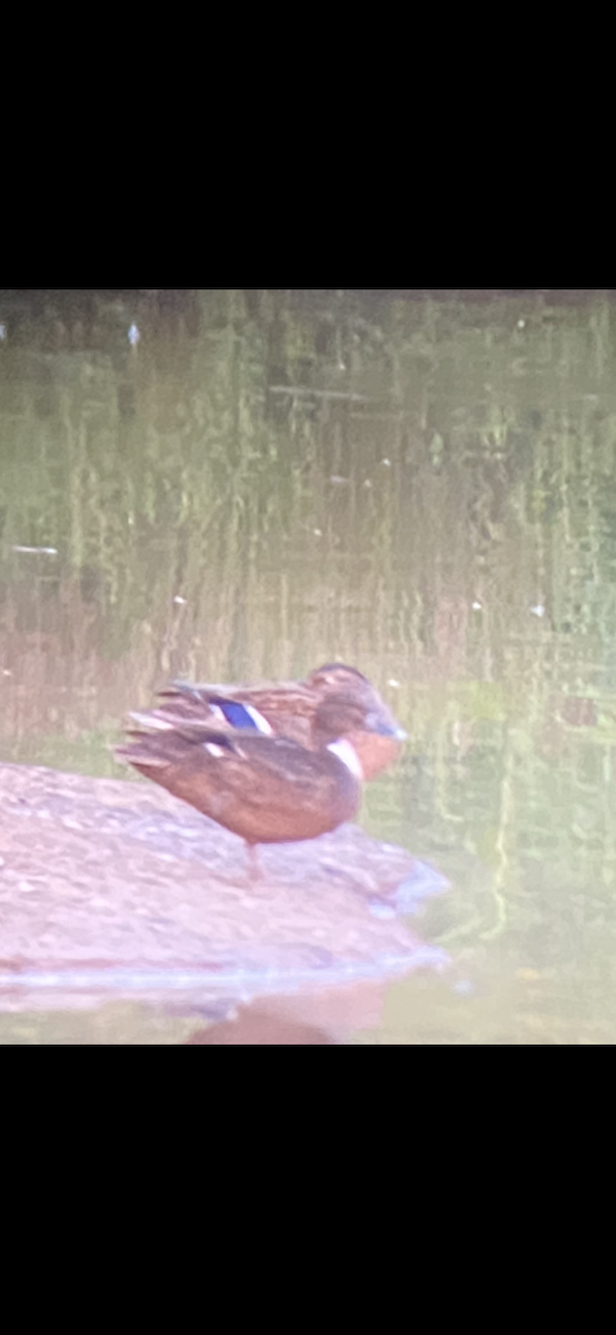 Mallard (Domestic type) - ML606393521