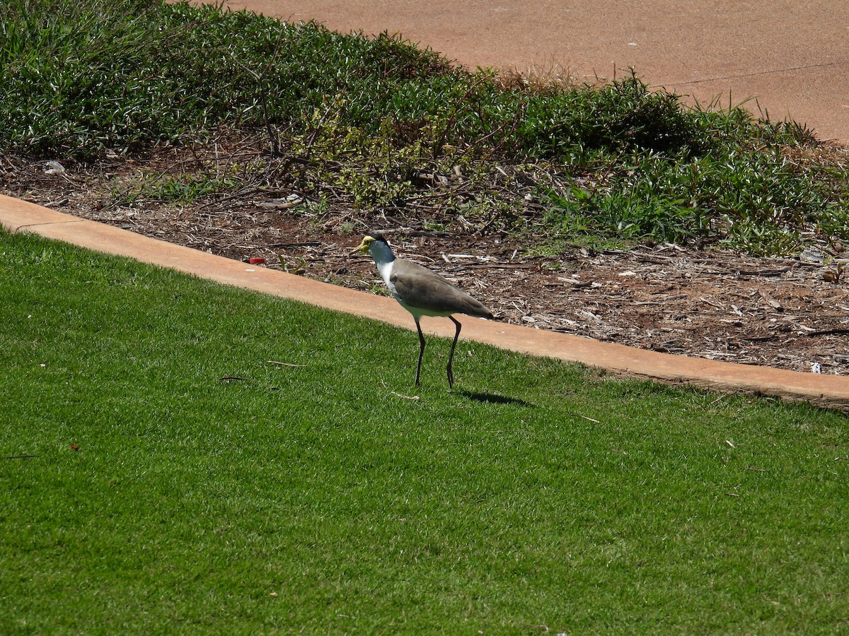 Masked Lapwing - ML606394771