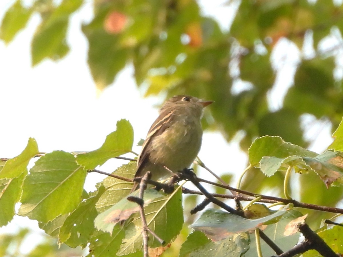 Yellow-bellied Flycatcher - ML606394851