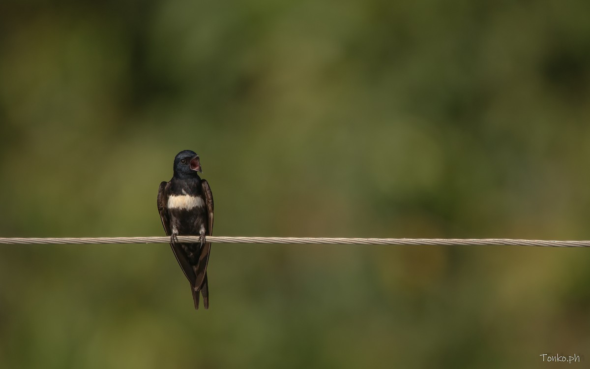 White-banded Swallow - ML606395781